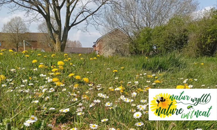 Caerphilly County Borough Council’s Plant a Pollinator Project deemed a success.