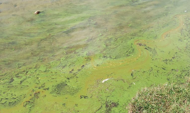 Blue-green algae warning at Pen y Fan pond