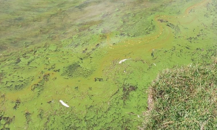 Blue-green algae confirmed at Pen y Fan Pond
