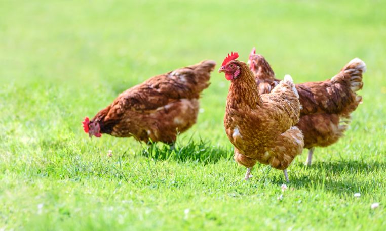 ​Avian Flu - New regulations for bird keepers to register flocks