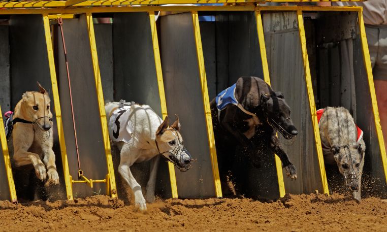 Caerphilly Cabinet member calls for a review on dog racing in Wales