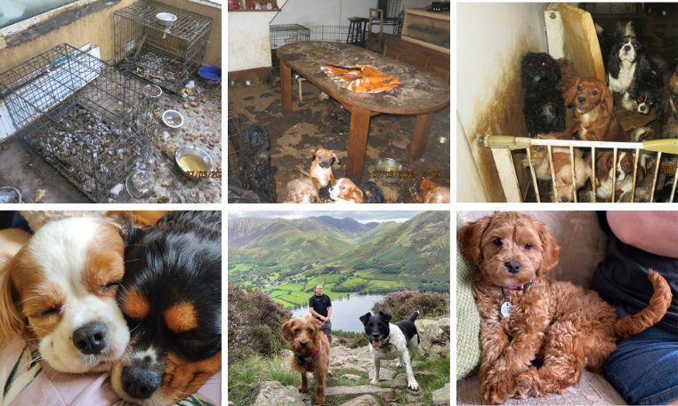 ​Unlicensed Bargoed dog breeders prosecuted and banned from keeping animals 